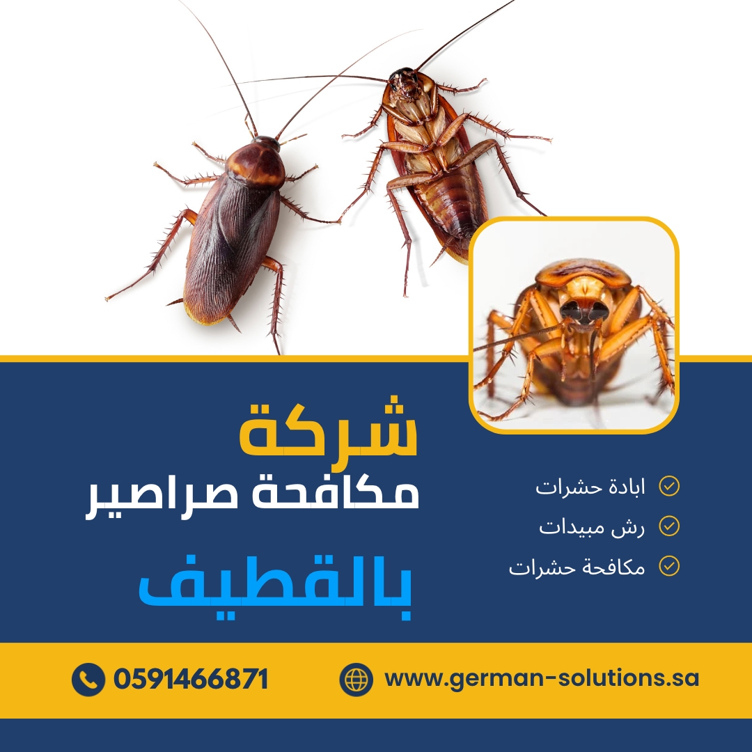 شركة مكافحة صراصير بالقطيف  title=